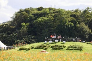 [기획] 양주 나리농원, 천만송이 천일홍 물결…'제7회 천만송이 천일홍 축제' 개막