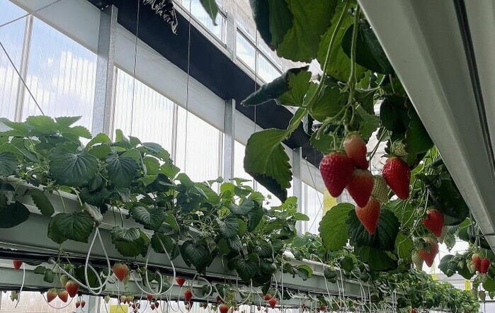 나주시, 남평 ‘설향’ 딸기 본격 출...