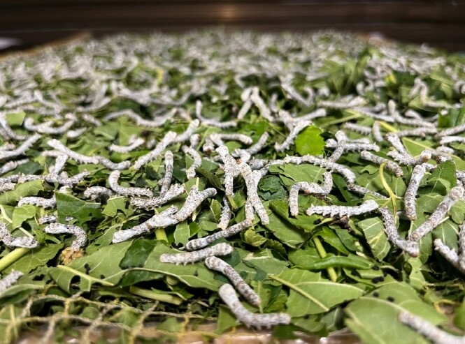 충남도 농업기술원, “2026-202...