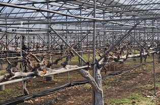 옥천군농업기술센터, 포도 이상기상 대응은 ‘전정’부터 시작