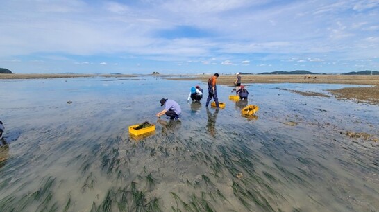 인천시, 해양생태계 활용한 블루카본으...