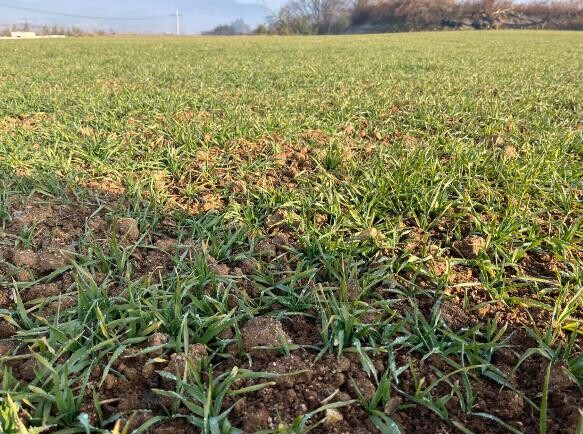 영광군, 맥류 생육재생기 관리가 수량...