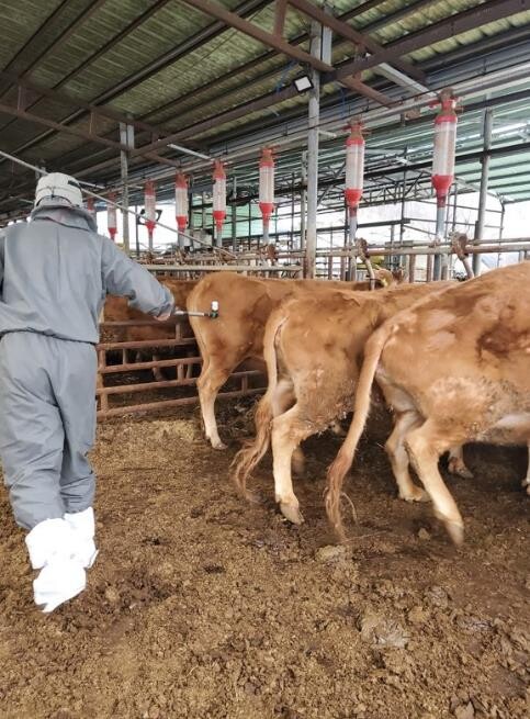 보은군, 구제역 확산 차단 위해 상반...