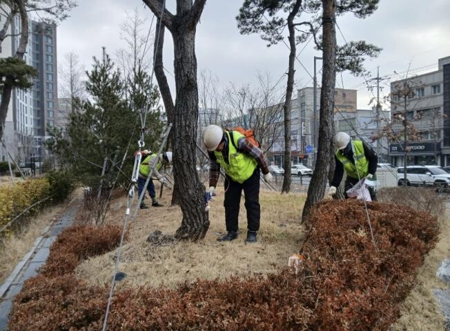 수원시 팔달구, 소나무 재선충병 방제...