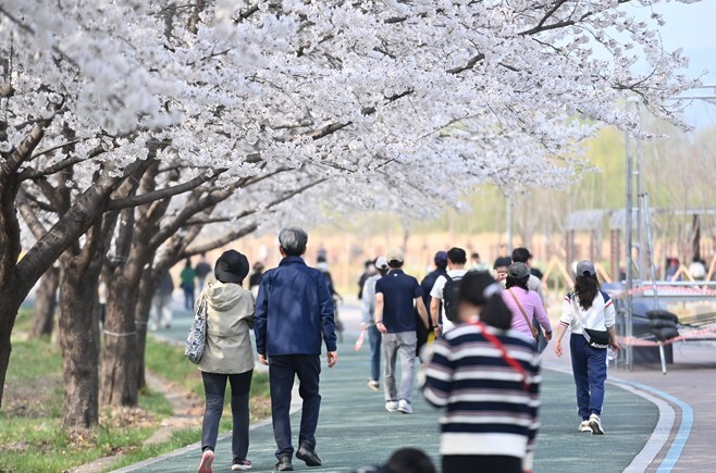 하남시 도심 곳곳 벚꽃 만개... 낮에는 ‘분홍빛’, 밤에는 ‘조명빛’ 물결