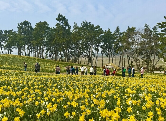 신안 선도 ‘섬 수선화 축제’ 이번 ...