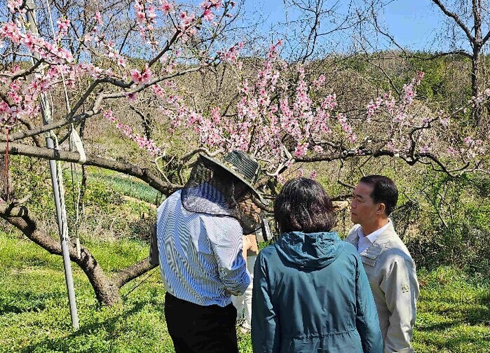 전남도, 우박·냉해 현장지도로 과수농...